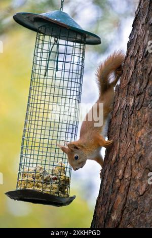 Eurasisches Rotes Eichhörnchen, Sciurus vulgaris, erwachsenes Eichhörnchen an der Futterstation, Herbst, Jaemtland, Schweden Stockfoto