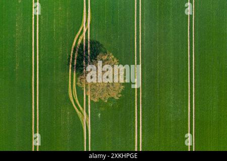 Aus der Vogelperspektive über einsame Eiche/Stieleiche/Englische Eiche (Quercus robur) auf Ackerland/Feld mit parallelen Traktorspuren Stockfoto