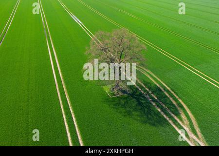 Aus der Vogelperspektive über einsame Eiche/Stieleiche/Englische Eiche (Quercus robur) auf Ackerland/Feld mit parallelen Traktorspuren Stockfoto