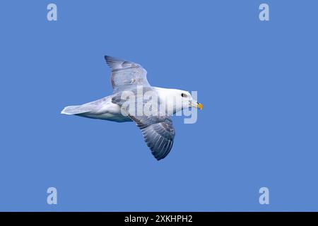 Nördlicher Fulmar / arktischer Fulmar (Fulmarus glazialis) im Flug, der im Sommer gegen den blauen Himmel entlang der Küste von Svalbard/Spitzbergen schwingt Stockfoto