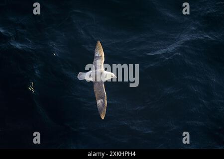 Nördlicher Fulmar / Arktischer Fulmar (Fulmarus glazialis) im Flug, der im Sommer über den Arktischen Ozean entlang der Küste von Spitzbergen ragt Stockfoto