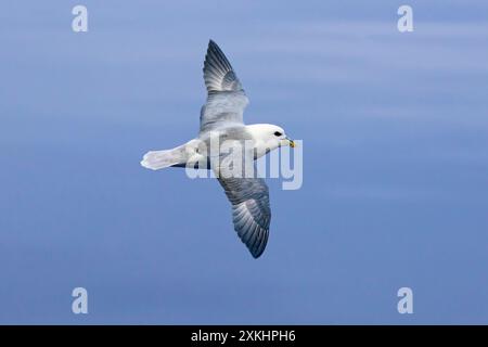 Nördlicher Fulmar / arktischer Fulmar (Fulmarus glazialis) im Flug, der im Sommer gegen den blauen Himmel entlang der Küste von Svalbard/Spitzbergen schwingt Stockfoto