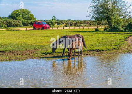 Mutter und Fohlen Wildponys trinken am See des New Forest National Park Hampshire England Großbritannien Stockfoto