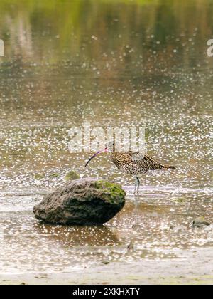 Ein eurasischer Brachgang steht im flachen Wasser mit seinem langen Schnabel neben einem großen, moosbedeckten Felsen. Die Oberfläche des Wassers ist mit kleinen, schimmernden Farben gespickt Stockfoto