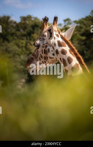 Wunderschönes Porträt der Baringo Giraffe mit offenem Mund im Zoo. Großaufnahme von Giraffa Camelopardalis im Zoologischen Garten. Stockfoto