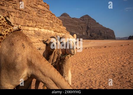 Einbusige Kamele, die in Wadi Rum in die Kamera schauen. Wunderschöne Wüstentiere mit Felsformation und Sand im Süden Jordaniens. Stockfoto