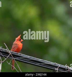 Wunderschöner nördlicher Kardinalvogel, der auf einem elektrischen Draht vor der Vegetation thront Stockfoto