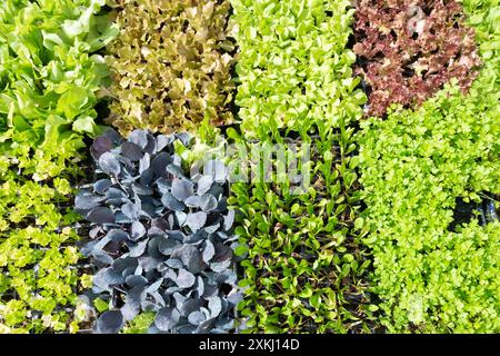 Salat und andere Salatzutaten auf einem Lebensmittelmarkt Stockfoto