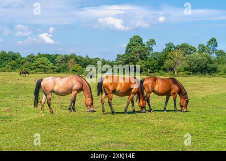 Wilde Ponys der New Forest Park England britische Tiere bewegen sich frei Stockfoto