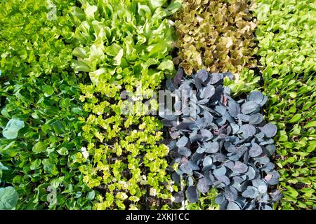 Salat und andere Salatzutaten auf einem Lebensmittelmarkt Stockfoto