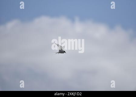 Arktische Tern (Sterna paradisaea) schwebend gegen eine weiße Wolke mit Flügeln, rechts - Profil, Blick nach unten, aufgenommen auf der Isle of man, Großbritannien im Mai Stockfoto