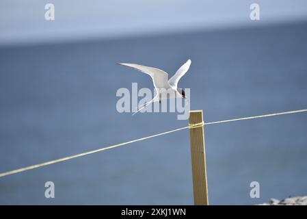 Arktische Tern (Sterna paradisaea) schweben über einem Holzpfosten mit einem Fisch im Schnabel, Wings Up, an einem sonnigen Tag am Meer, eingenommen auf der Isle of man Stockfoto