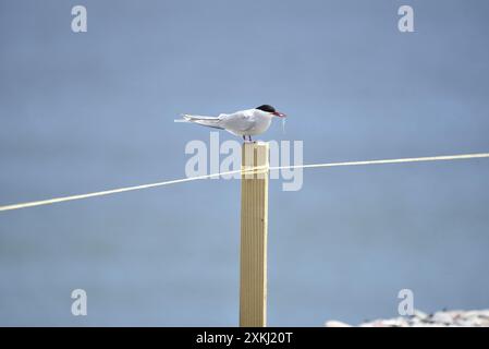 Arktische Tern (Sterna paradisaea) auf einem Holzpfosten im rechten Profil, Fisch in Schnabel, an einem sonnigen Tag auf der Isle of man, Großbritannien im Mai Stockfoto