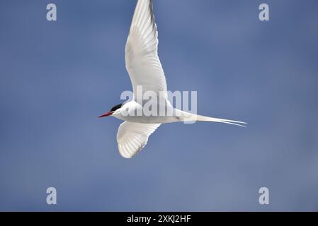 Nahaufnahme einer fliegenden arktischen Tern (Sterna paradisaea), linkes Profil mit den Flügeln darunter, vor einem Hintergrund des blauen Himmels, aufgenommen in Großbritannien Stockfoto