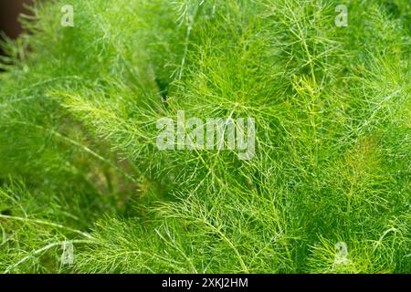 Vild Fennel, Foeniculum Vulgare Stockfoto