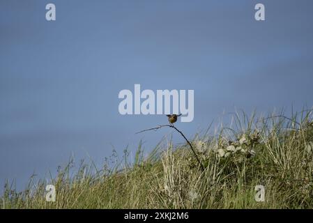 Fernansicht eines männlichen Eurasischen Stonechat (Saxicola torquata), der gerade mit Flügeln auf der Isle of man gelandet ist Stockfoto