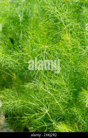 Vild Fennel, Foeniculum Vulgare Stockfoto