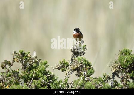 Bild eines männlichen Eurasischen Stonechats (Saxicola torquata), der auf einem Busch thront, etwas rechts vom Bild, Blick in Richtung Kamera mit sonnendurchleuchtetem Auge, Großbritannien Stockfoto