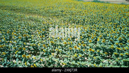 Nahaufnahme der Sonnenblumen in voller Blüte in Oteiza, Navarra, mit ihren leuchtenden gelben Blütenblättern. Stockfoto