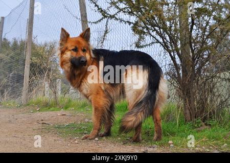 Wunderschöner junger deutscher Hirte in einer ländlichen Gegend Stockfoto