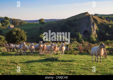 Eine Schafherde mit Thor's Cave im Hintergrund, Wetton, Multiple Valley, Peak District National Park, Staffordshire Stockfoto