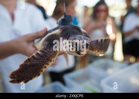 Eine Karettschildkröte (Caretta caretta) wird gesehen, bevor sie am Strand von Puerto Banus freigelassen wird. 2023 schlüpften an einem Strand in Marbella insgesamt 59 Schildkröteneier (Caretta caretta). Das ganze Jahr über kümmerten sich die Mitglieder der Managementzentren der andalusischen Meeresgebiete um die Schildkröteneier, um deren Erhaltung und Wachstum zu erleichtern und sie für die Freisetzung ins Meer vorzubereiten. Einige der Schildkröten waren mit einem Satellitensystem ausgestattet, das eine Überwachung ihrer Reise auf See ermöglicht. (Foto: Jesus Merida/SOPA Images/SIPA USA) Stockfoto