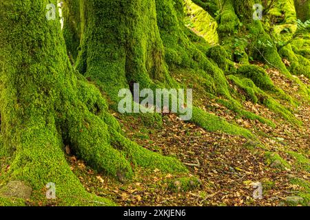 Moos wächst am Fuße der Buchen im Exmoor-Nationalpark an der Robbers Bridge bei Oare, Somerset, England Stockfoto