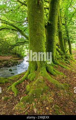 Moos wächst am Fuße von Buchen neben Weir Water im Exmoor-Nationalpark an der Robbers Bridge bei Oare, Somerset, England Stockfoto