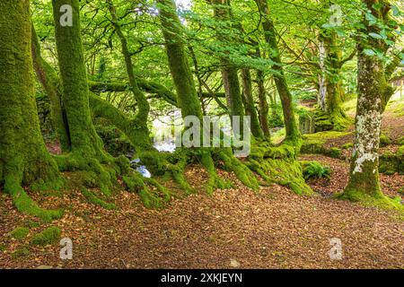 Moos wächst am Fuße von Buchen neben Weir Water im Exmoor-Nationalpark an der Robbers Bridge bei Oare, Somerset, England Stockfoto