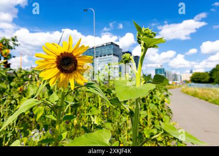 Sonnenblumen- und Wildblumenwiesen, die von einem Fußweg und Radweg in einer Stadt gepflanzt werden (Park Pięciu Sióstr, Warschau, Polen) Stockfoto