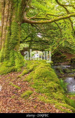 Moos wächst am Fuße von Buchen neben Weir Water im Exmoor-Nationalpark an der Robbers Bridge bei Oare, Somerset, England Stockfoto