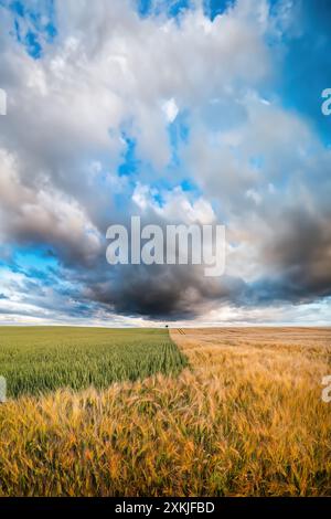 Ein einsamer Baum auf einem Weizen- und Gerstenfeld. Stockfoto