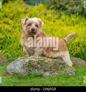 norfolk Terrierhund auf einem Felsen Stockfoto