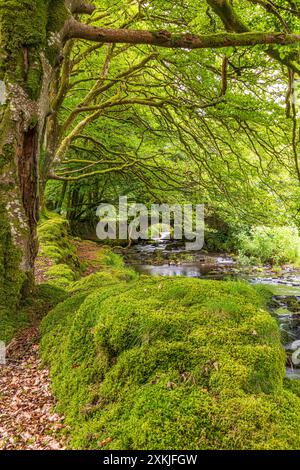 Moos wächst am Fuße von Buchen neben Weir Water im Exmoor-Nationalpark an der Robbers Bridge bei Oare, Somerset, England Stockfoto