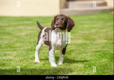 Englischer Springer Spaniel Welpe auf Rasen Stockfoto