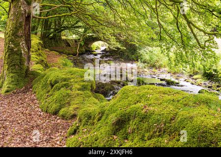 Moos wächst am Fuße von Buchen neben Weir Water im Exmoor-Nationalpark an der Robbers Bridge bei Oare, Somerset, England Stockfoto