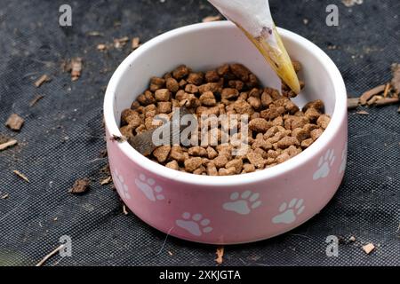 Gemeine Slug und Europäische Heringsmöwe, die beide im Garten in eine Schüssel Igelfutter stecken (die Möwe ist nicht daran interessiert, Schnecke zu essen) Stockfoto