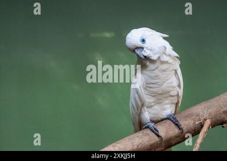 Ein weißer Regenschirm Cockatoo, der auf einem Zweig sitzt und in die Kamera schaut Stockfoto