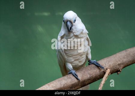 Ein weißer Regenschirm Cockatoo, der auf einem Zweig sitzt und in die Kamera schaut Stockfoto