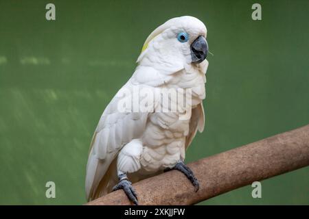 Ein weißer Regenschirm Cockatoo, der auf einem Zweig sitzt und in die Kamera schaut Stockfoto