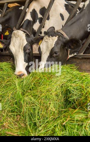 Holsteinische Kühe, keine Weide, frisches Gras essen Stockfoto