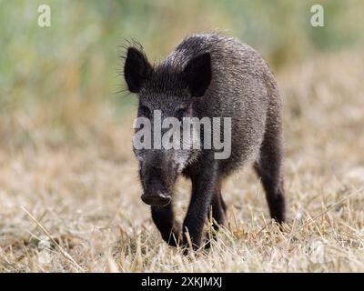 Wildschweinsauen (Sus scrofa), Vorderansicht, zu Fuß, in die Kamera schauen Stockfoto