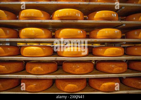 gouda im Käseraum Stockfoto