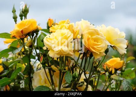 Blassgelbe Strauchrosen in Blüte im Frühsommer Stockfoto
