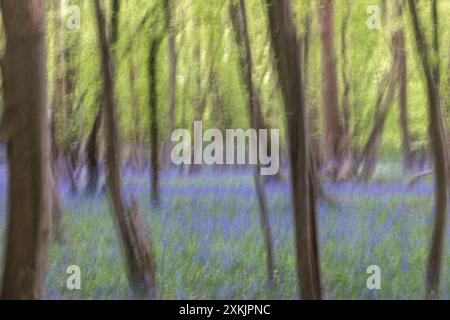 Ein Blick auf einen Blauglockenwald im Frühling, mit absichtlicher Unschärfe Stockfoto