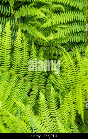 Ladyfern in verschiedenen Winkeln Stockfoto