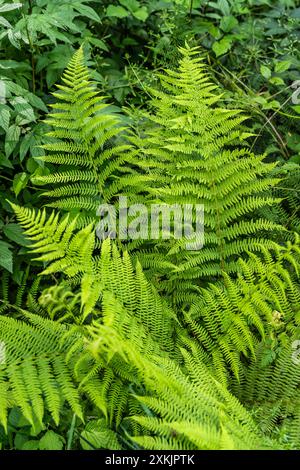 Ladyfern in verschiedenen Winkeln Stockfoto