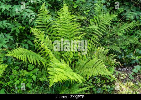 Ladyfern in verschiedenen Winkeln Stockfoto