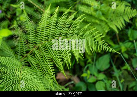 Ladyfern in verschiedenen Winkeln Stockfoto