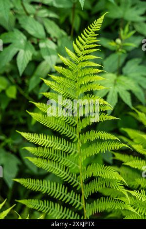 Ladyfern in verschiedenen Winkeln Stockfoto